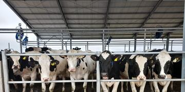 TAMBO ASOCIATIVO. El módulo para 300 vacas de la cooperativa Manfrey con robot de ordeñe. (Gentileza Manfrey)