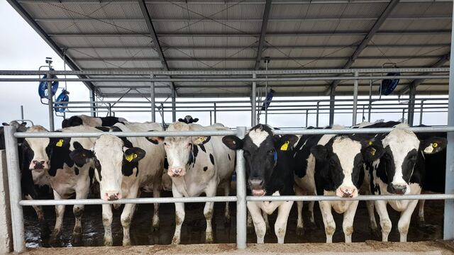 TAMBO ASOCIATIVO. El módulo para 300 vacas de la cooperativa Manfrey con robot de ordeñe. (Gentileza Manfrey)