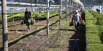 Entregaron plantines de tomate de la varidad Coronel en General Alvear.