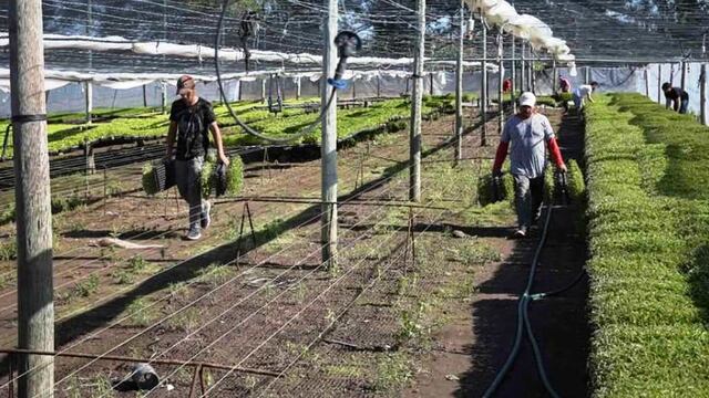 Entregaron plantines de tomate de la varidad Coronel en General Alvear.