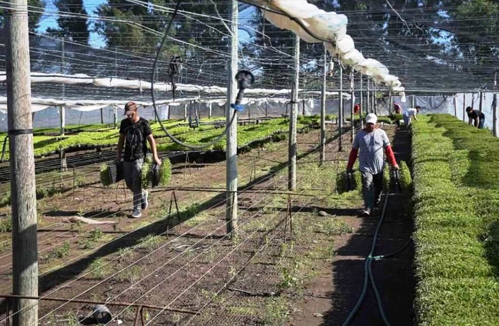 Para hacer frente a los daños de la helada, entregaron 450.000 plantines de tomate a productores agrícolas