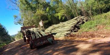 Frenan el robo de cañas tacuaras en Santo Pipó y Puerto Rico.