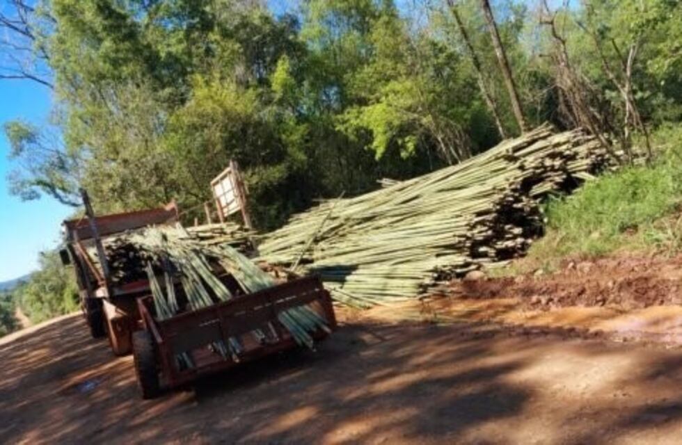 Frenan el robo de cañas tacuaras en Santo Pipó y Puerto Rico