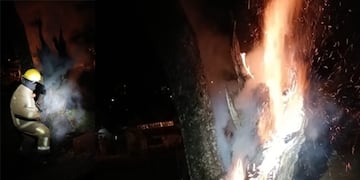 Bomberos controlaron un incendio en un árbol de gran tamaño en la Plaza Malvinas de Iguazú.