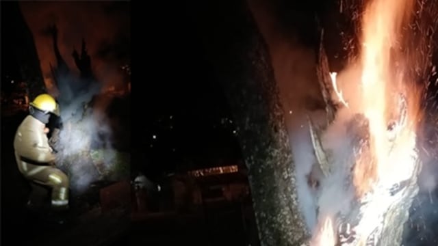 Bomberos controlaron un incendio en un árbol de gran tamaño en la Plaza Malvinas de Iguazú.