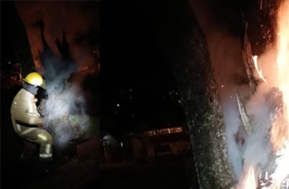 Bomberos controlaron un incendio en un árbol de gran tamaño en la Plaza Malvinas de Iguazú