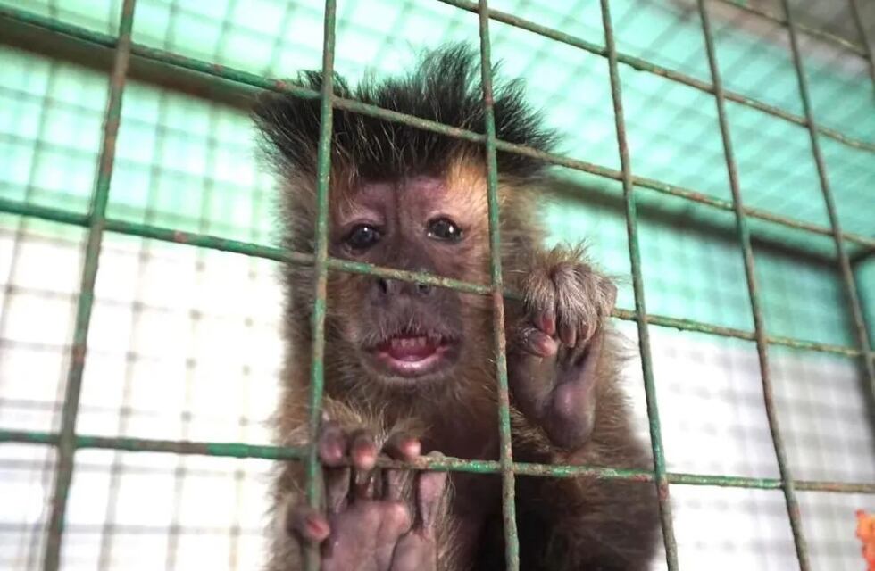 Rescatan a un mono caí en cautiverio de una vivienda de Oberá