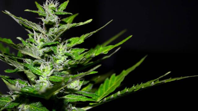 Instalan un área de cultivo de cannabis medicinal