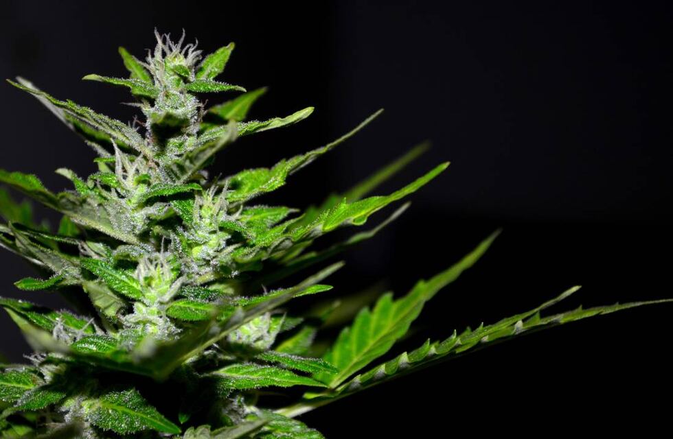Instalan un área de cultivo de cannabis medicinal