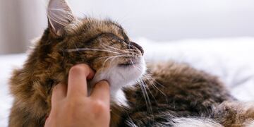 Un docente rosarino de Matemáticas dio clases con un gato en sus hombros para concientizar sobre el amor a los animales.