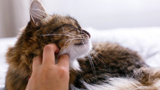 Un docente rosarino de Matemáticas dio clases con un gato en sus hombros para concientizar sobre el amor a los animales.
