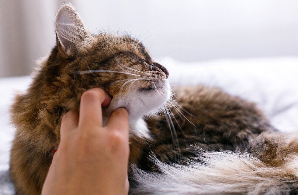 Da clases en Rosario con un gato en sus hombros para concientizar sobre el respeto por los animales