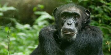 La insólita reacción de un chimpancé: su cuidador se olvidó una escoba y se puso a barrer su jaula