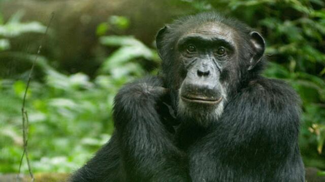 La insólita reacción de un chimpancé: su cuidador se olvidó una escoba y se puso a barrer su jaula