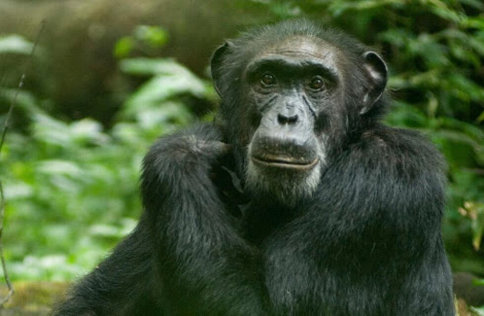 La insólita reacción de un chimpancé: su cuidador se olvidó una escoba y se puso a barrer su jaula