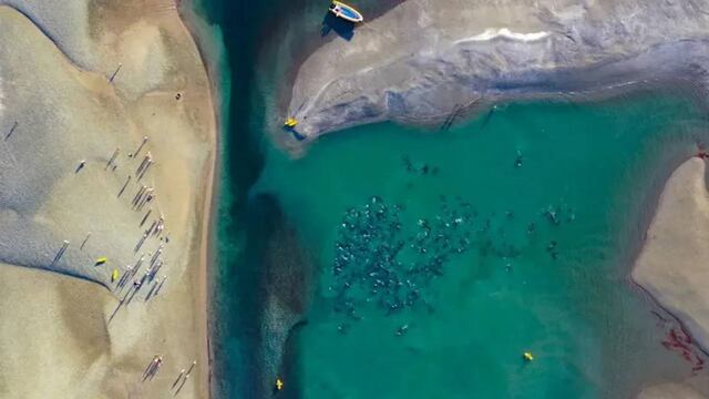 Locales de Río Negro rescataron a más de 200 delfines en el Puerto San Antonio.