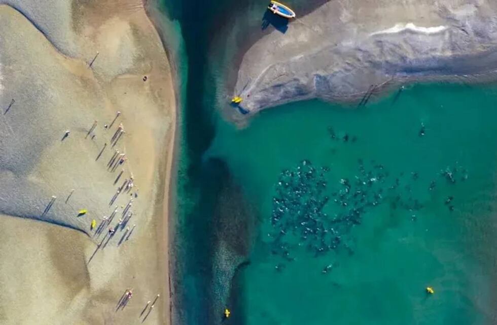 Video: más de 200 delfines fueron rescatados por vecinos en una playa de Río Negro