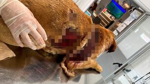 Así fue encontrada Esperanza en barrio Los Boulevares de Córdoba.