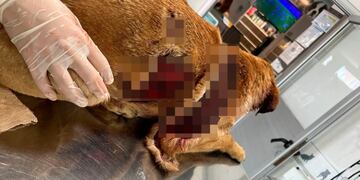 Así fue encontrada Esperanza en barrio Los Boulevares de Córdoba.