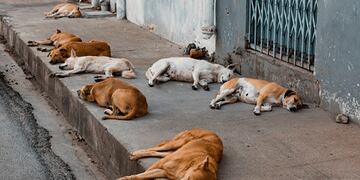 "El destino final de los animales que no sean reclamados por sus dueños o que no sean adoptados, será la eutanasia”, dijo Leopoldo Soler. / Imagen ilustrativa.