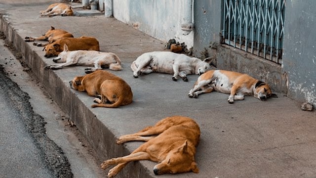 "El destino final de los animales que no sean reclamados por sus dueños o que no sean adoptados, será la eutanasia”, dijo Leopoldo Soler. / Imagen ilustrativa.