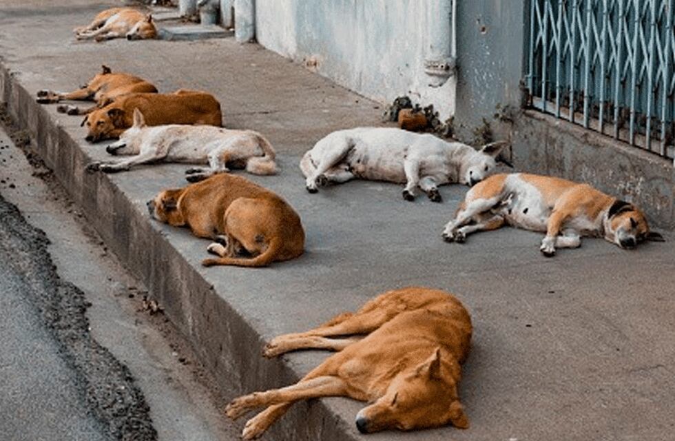 Eutanasia para perros en Ullum: las proteccionistas aseguran que el proyecto sigue vigente