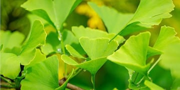 La planta medicinal milenaria que mejora la memoria de forma natural.