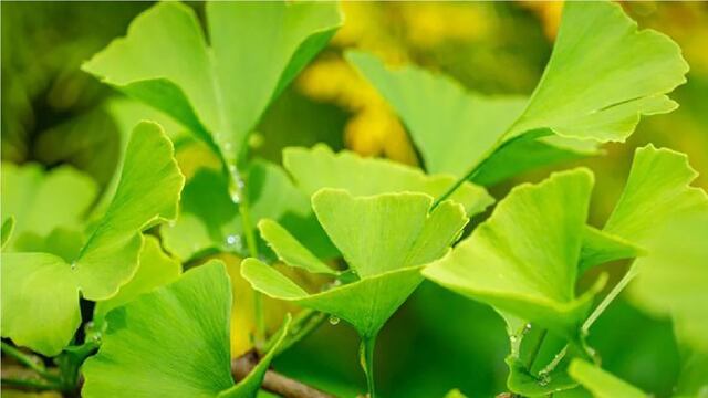 La planta medicinal milenaria que mejora la memoria de forma natural.