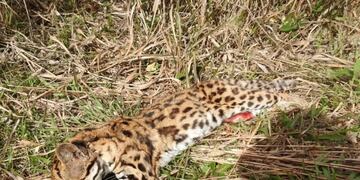 Nuevamente, un felino fue hallado atropellado en las rutas misioneras.