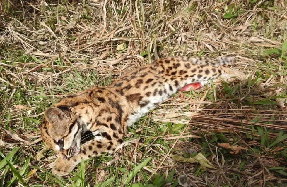 Nuevamente, un felino fue hallado atropellado en las rutas misioneras