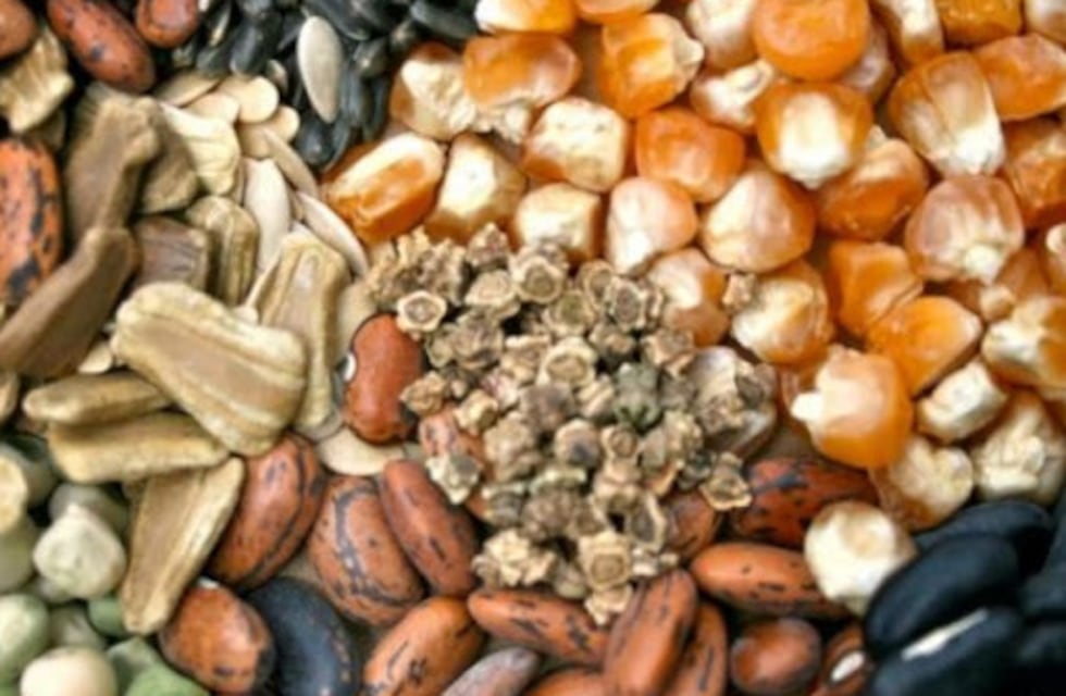 China arma el banco de germoplasma mas grande del mundo