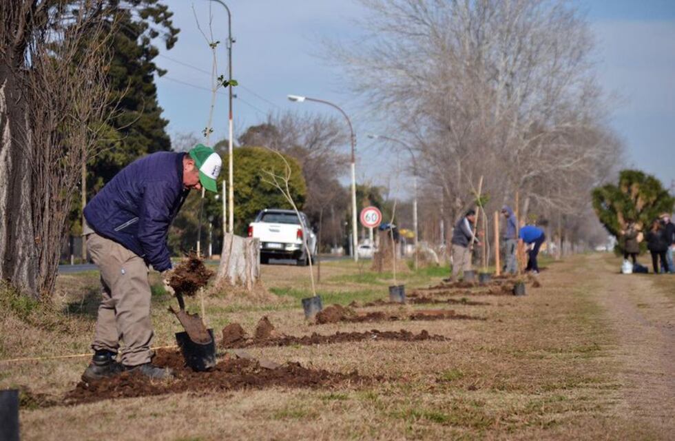 Pérez: se plantaron 70 árboles nativos en el Paseo del Caminante