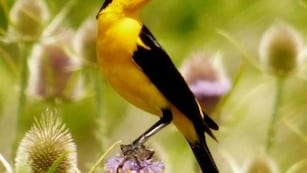 Tordo Amarillo (Xanthopsar flavus)