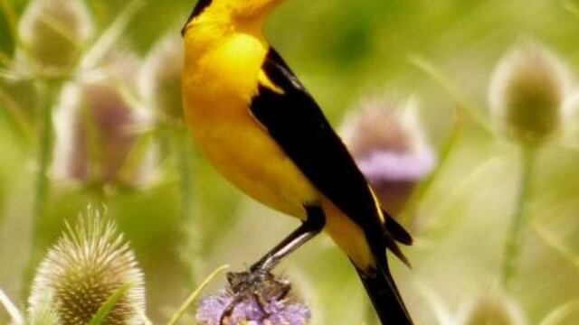 Tordo Amarillo (Xanthopsar flavus)