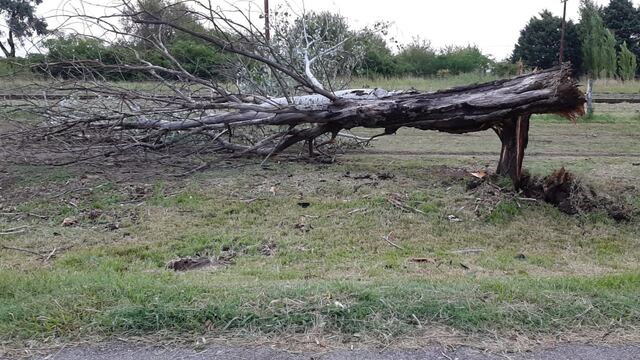 Varios árboles caídos en Pérez luego de las fuertes lluvias
