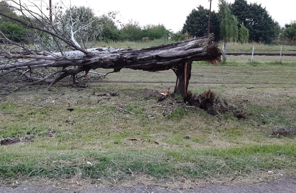 Varios árboles caídos en Pérez luego de las fuertes lluvias