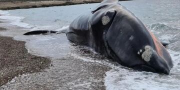 Ya son 9 las ballenas que murieron en Puerto Pirámides.