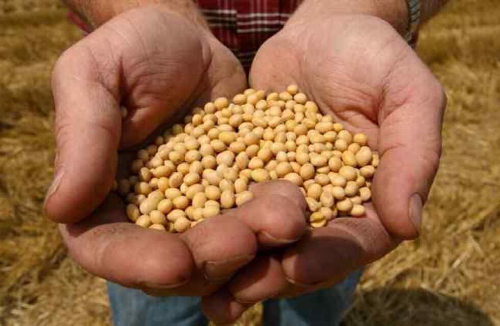 Las verdaderas cuentas de la producción de Soja
