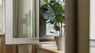 La planta que, según el Feng Shui, está bloqueando la prosperidad.