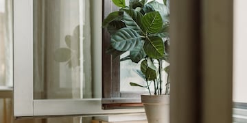 La planta que, según el Feng Shui, está bloqueando la prosperidad.