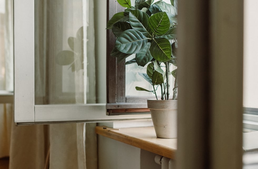 Esta es la planta que puede estar bloqueando la prosperidad en tu casa, según el Feng Shui