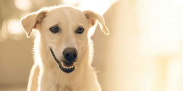 Perros. Imagen ilustrativa. (Pixabay.com)