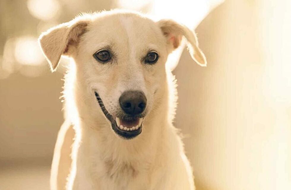 10 curiosidades científicas que te van a hacer amar aún más a los perros