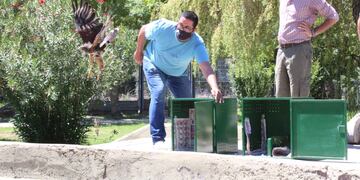 Recuperaron y liberarron tres ejemplares de gavilán mixto.