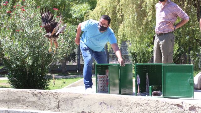 Recuperaron y liberarron tres ejemplares de gavilán mixto.