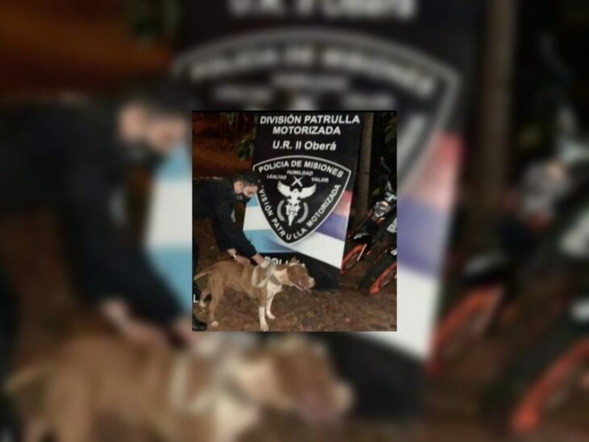Oberá: recuperaron “Athenas” una Pitbull que había sido robada