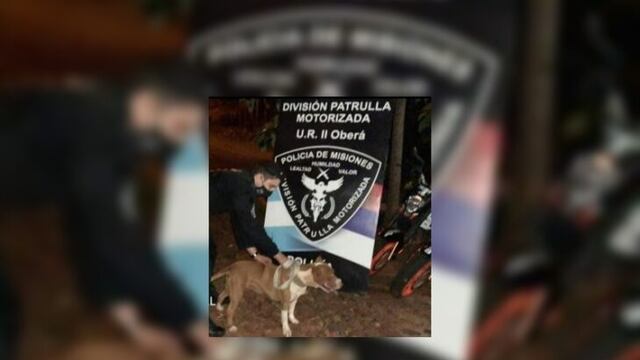 Oberá: recuperaron “Athenas” una Pitbull que había sido robada