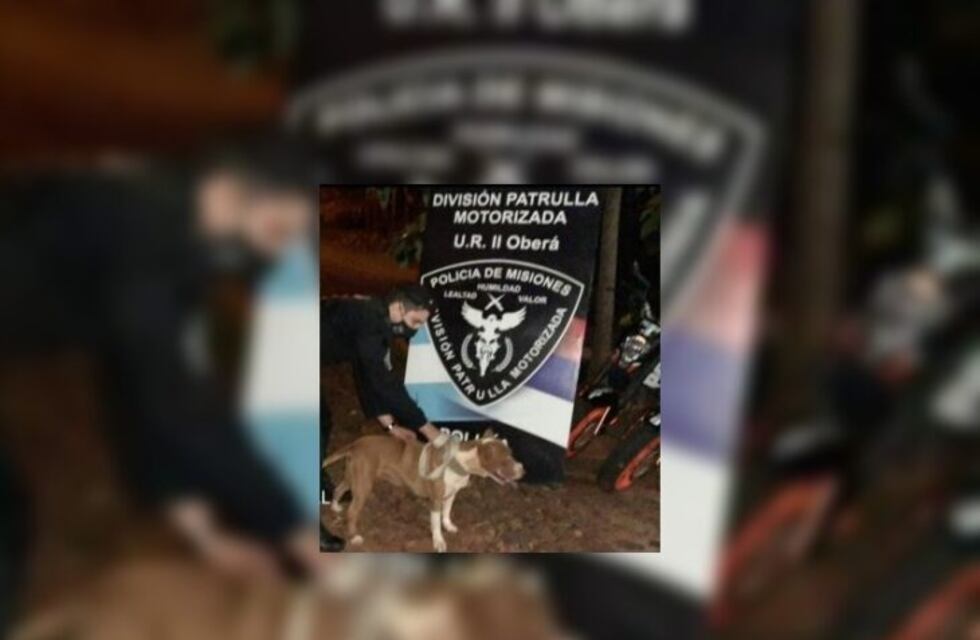 Oberá: recuperaron “Athenas” una Pitbull que había sido robada