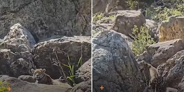 Avistamiento excepcional: una yaguareté descansó a orillas del río Iguaçu.