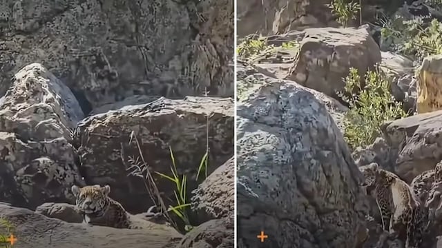 Avistamiento excepcional: una yaguareté descansó a orillas del río Iguaçu.